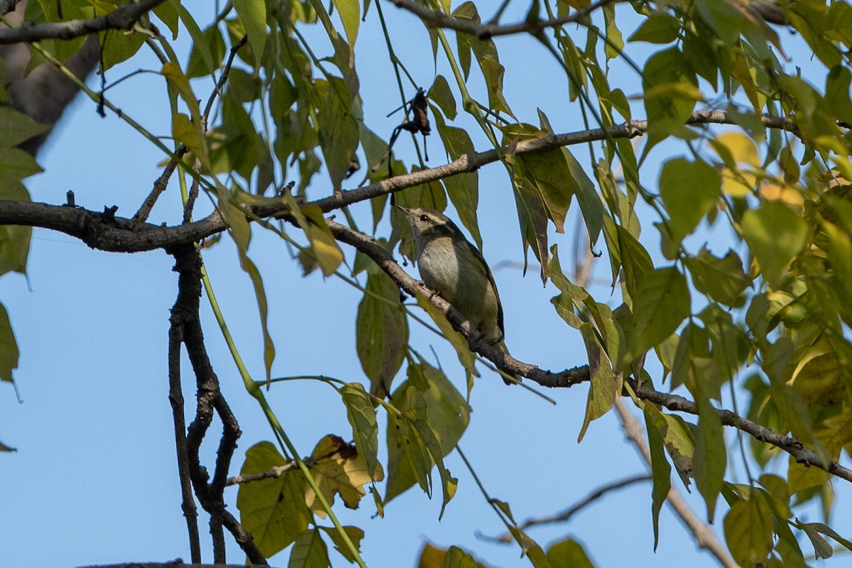 Hume's Warbler - ML641541103