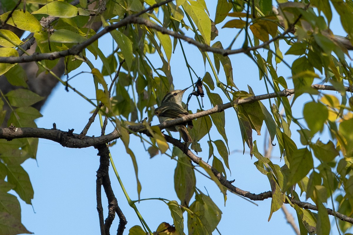 Hume's Warbler - ML641541110