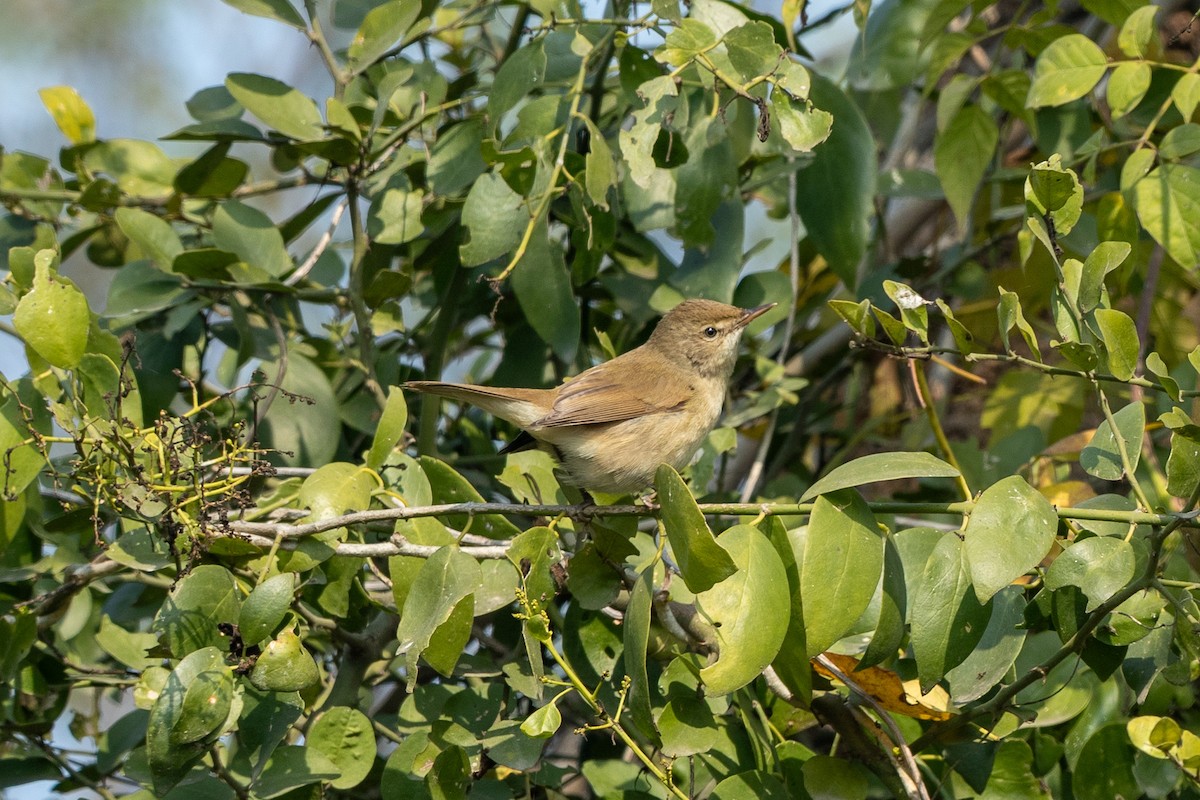 Blyth's Reed Warbler - ML641541116