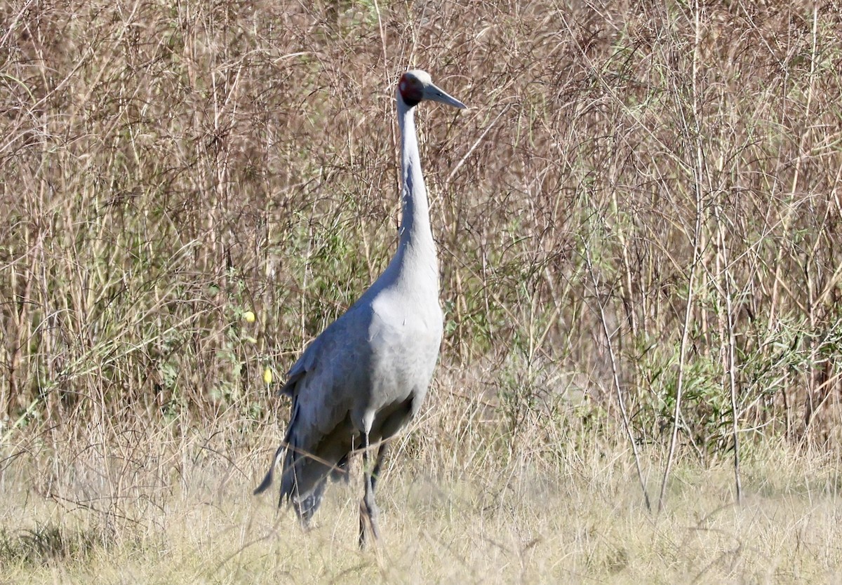 Brolga - ML641541121