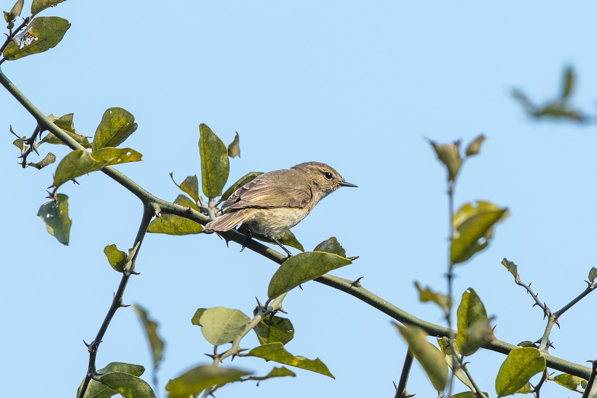 Common Chiffchaff - ML641541130