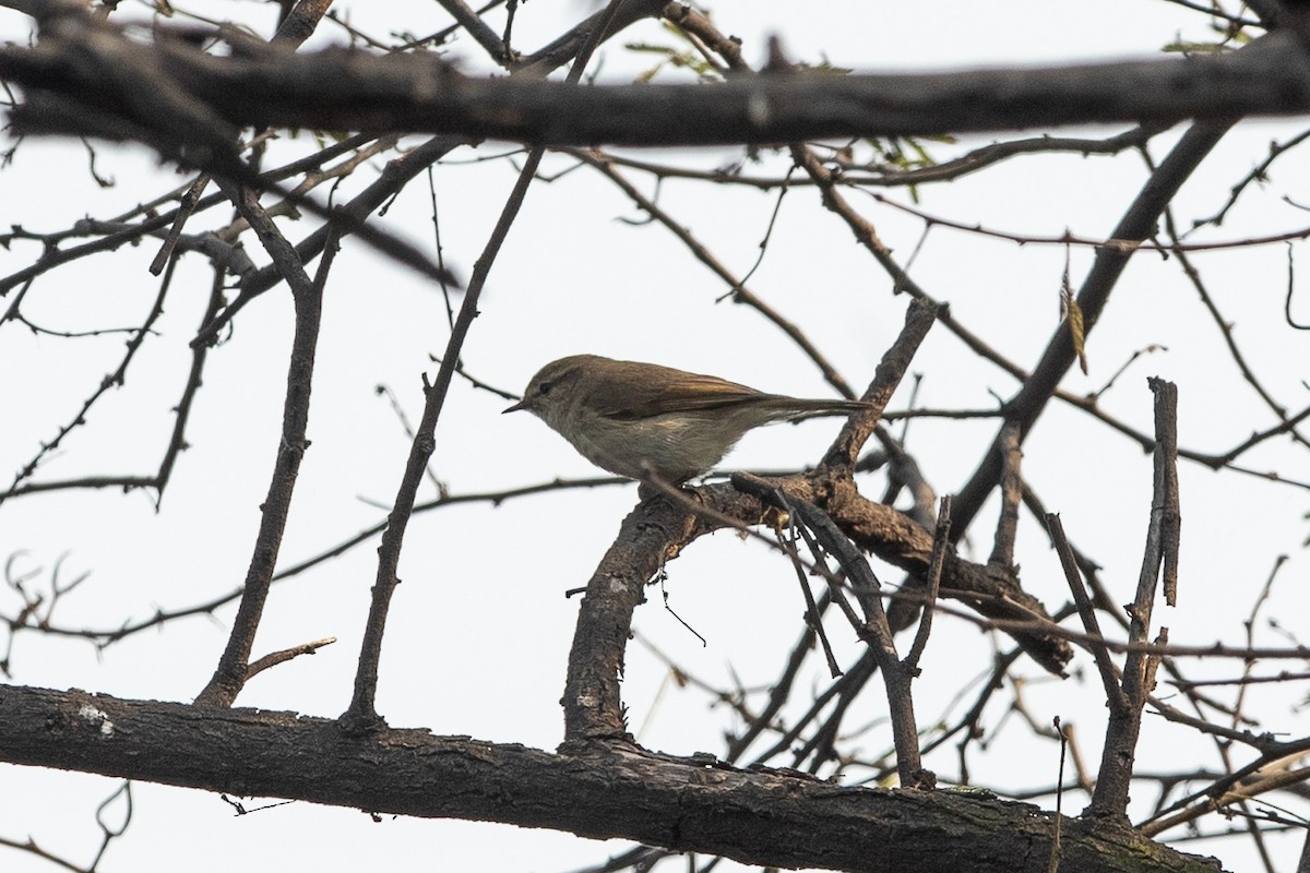 Common Chiffchaff - ML641541132