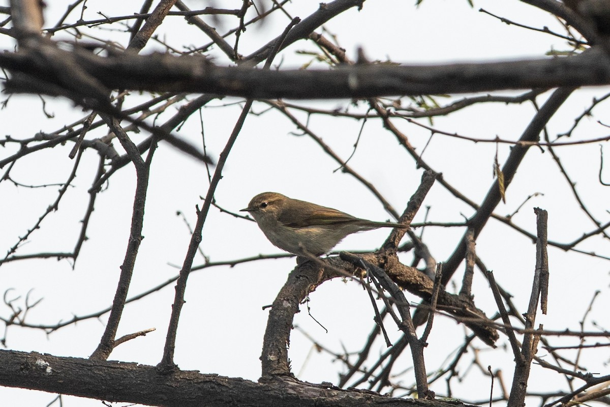 Common Chiffchaff - ML641541133