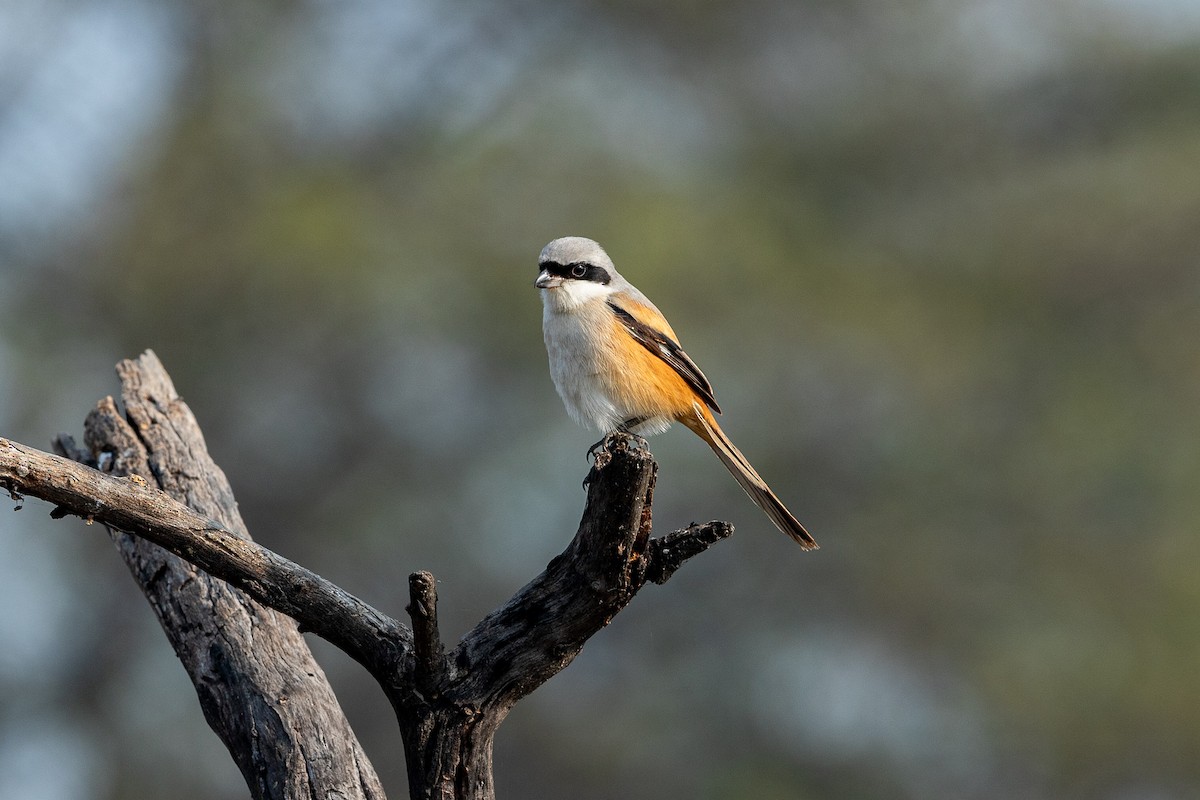 Long-tailed Shrike - ML641541135