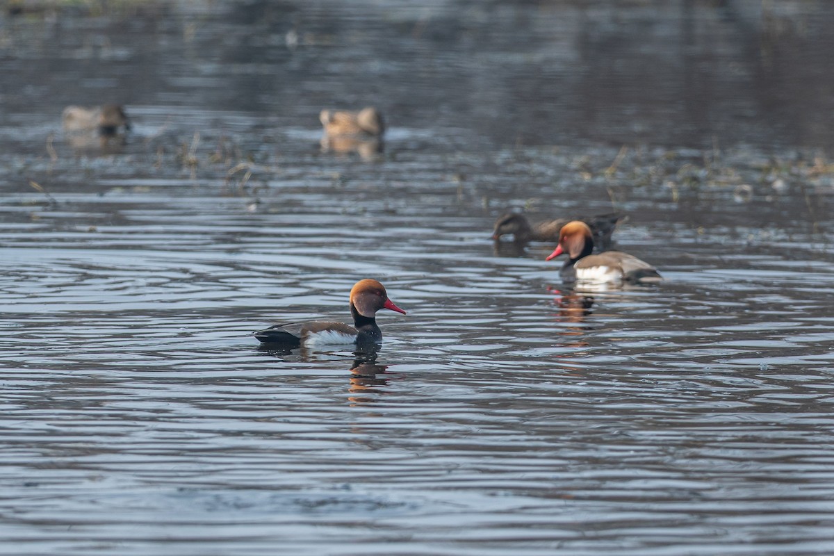 Red-crested Pochard - ML641541136
