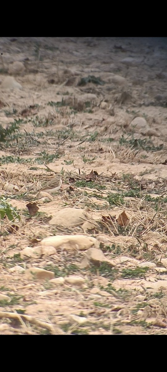 Greater Short-toed Lark - ML641541139