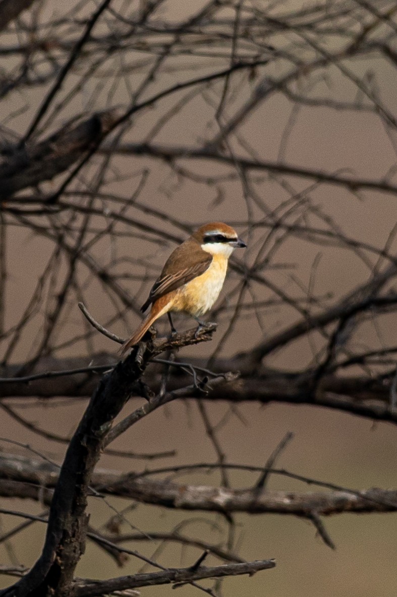 Brown Shrike - ML641541146