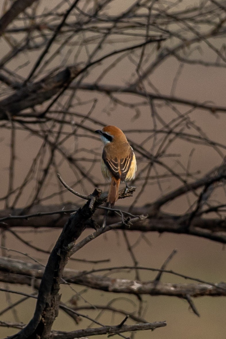 Brown Shrike - ML641541147
