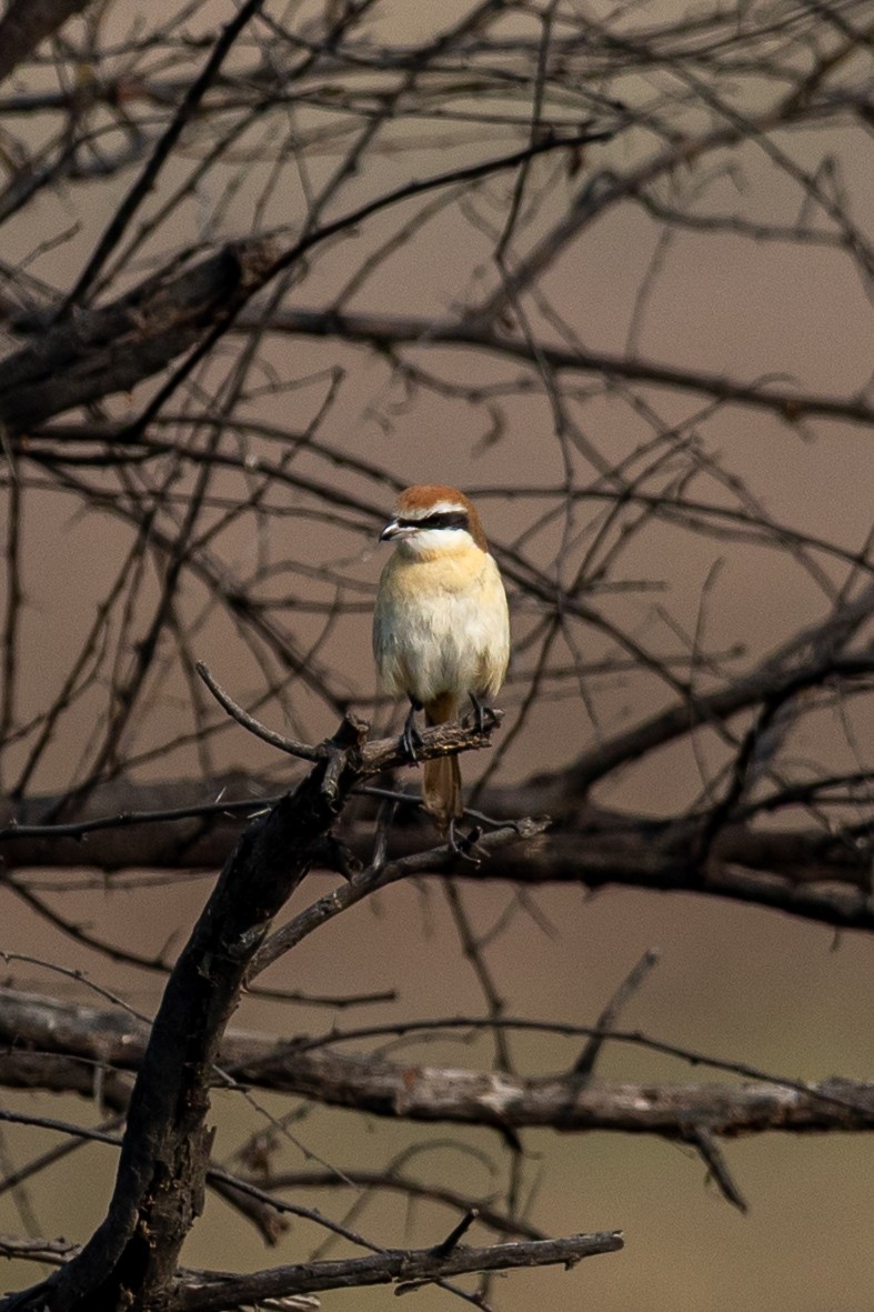 Brown Shrike - ML641541148
