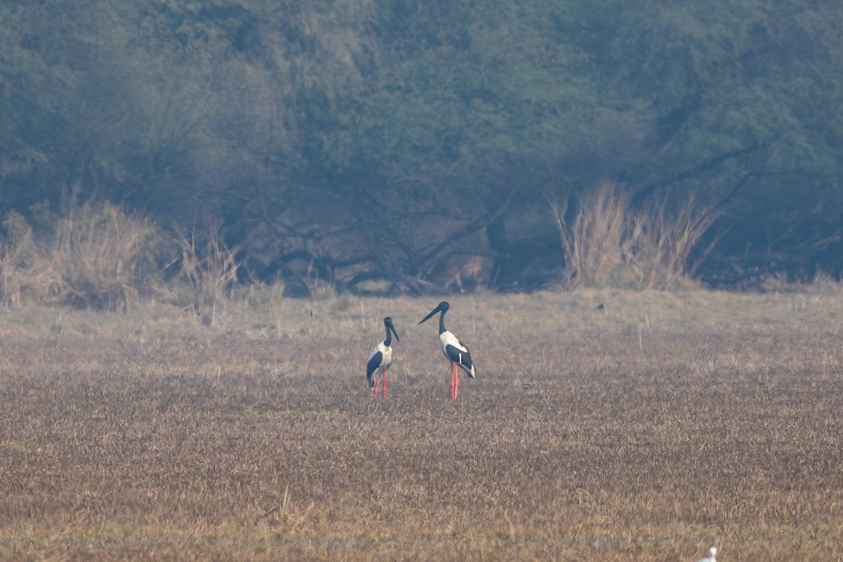 Black-necked Stork - ML641541160