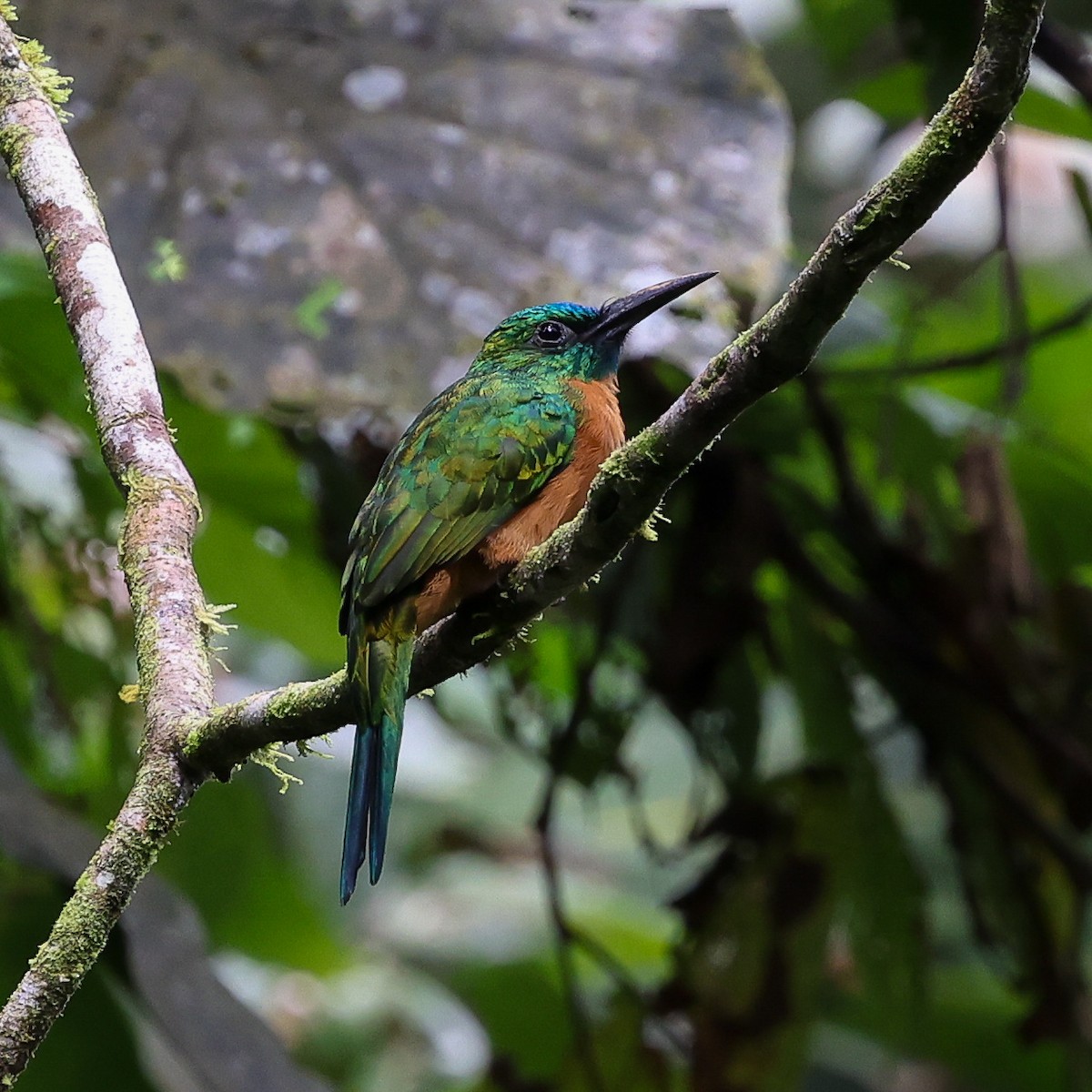 Great Jacamar - ML641541161