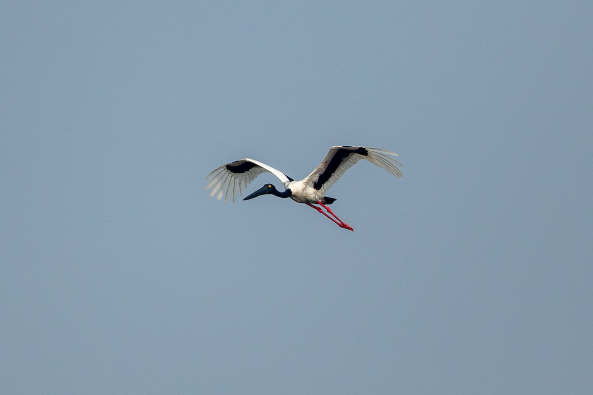Black-necked Stork - ML641541162
