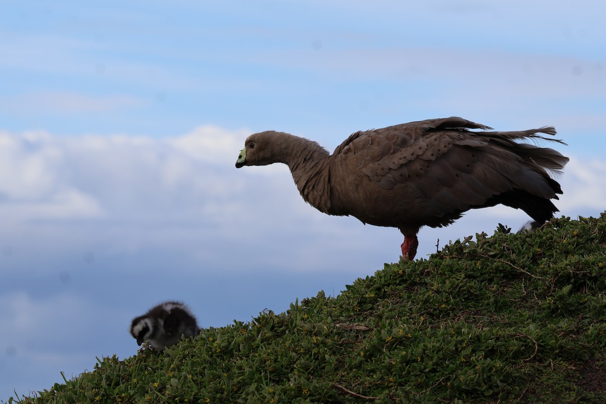 Cape Barren Goose - ML641541169