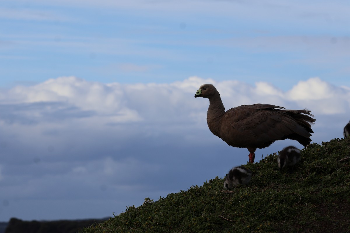 Cape Barren Goose - ML641541170