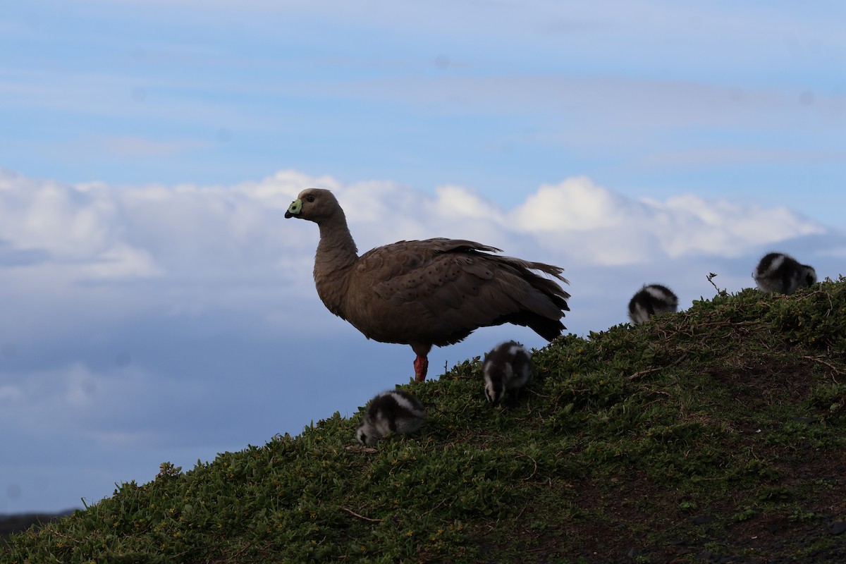 Cape Barren Goose - ML641541171