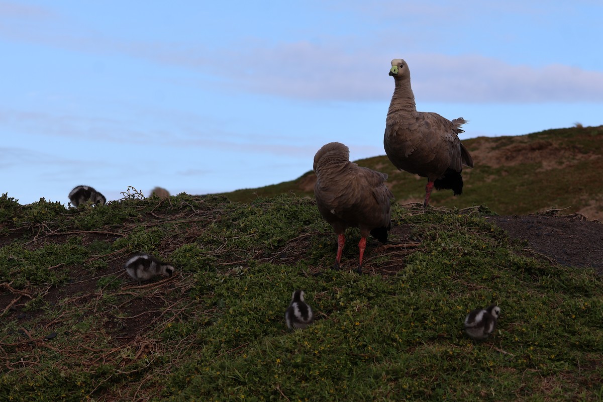 Cape Barren Goose - ML641541172