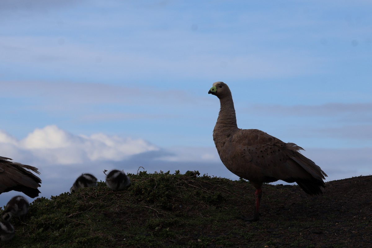 Cape Barren Goose - ML641541173