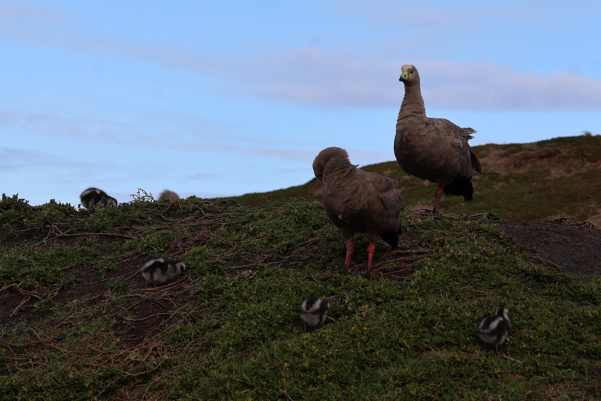 Cape Barren Goose - ML641541174