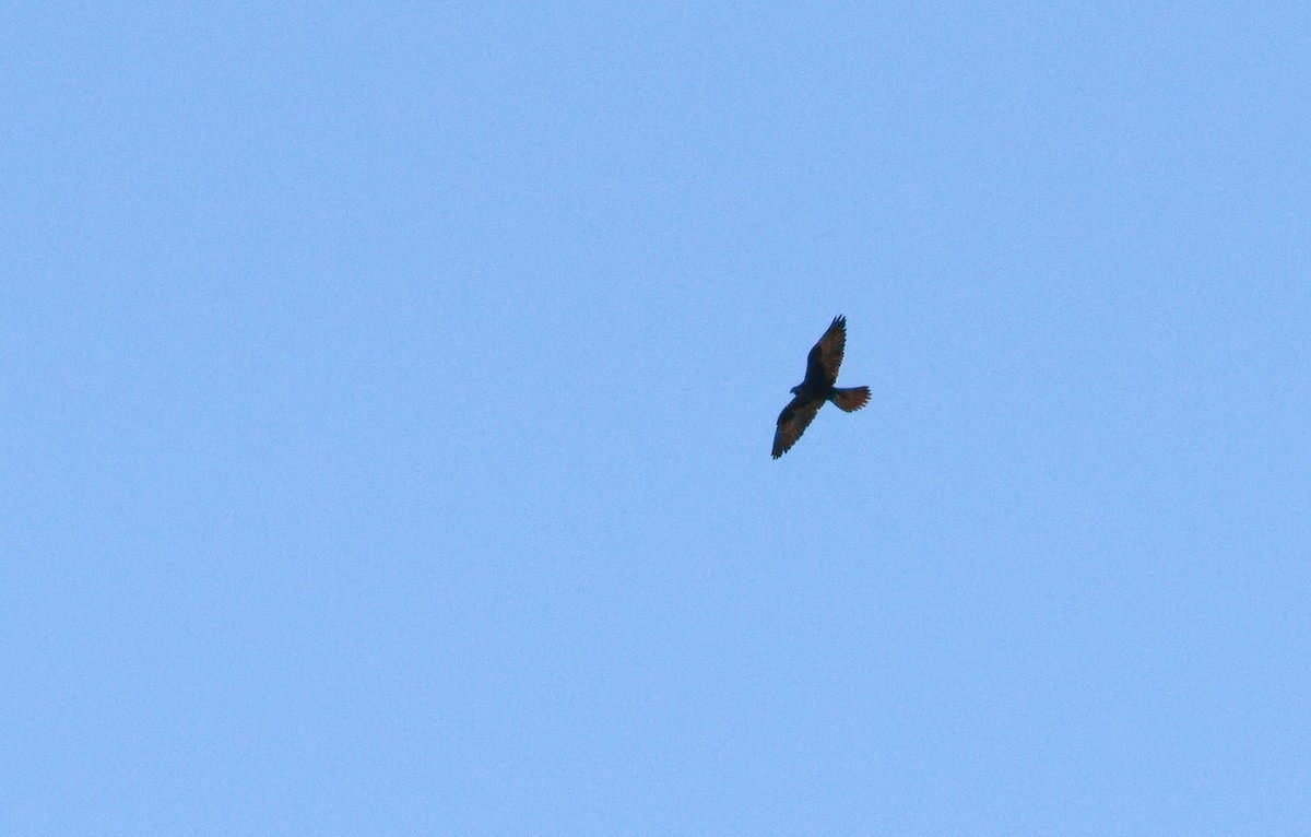 Rußfalke - ML641541175