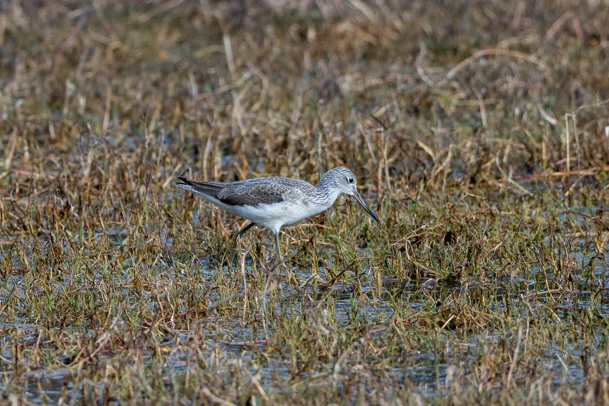 Common Greenshank - ML641541176