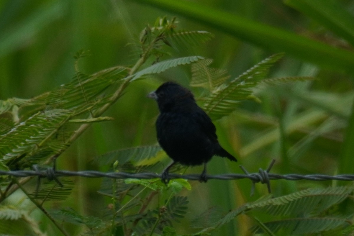 Blue-black Grassquit - ML641541182