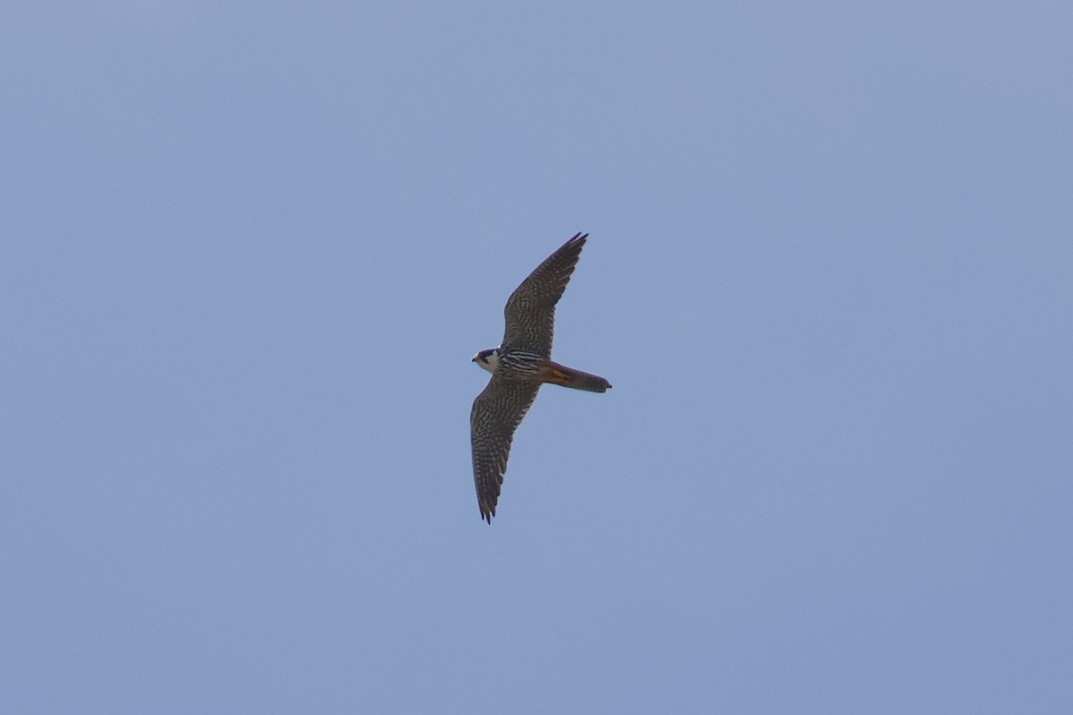 Eurasian Hobby - ML641541187
