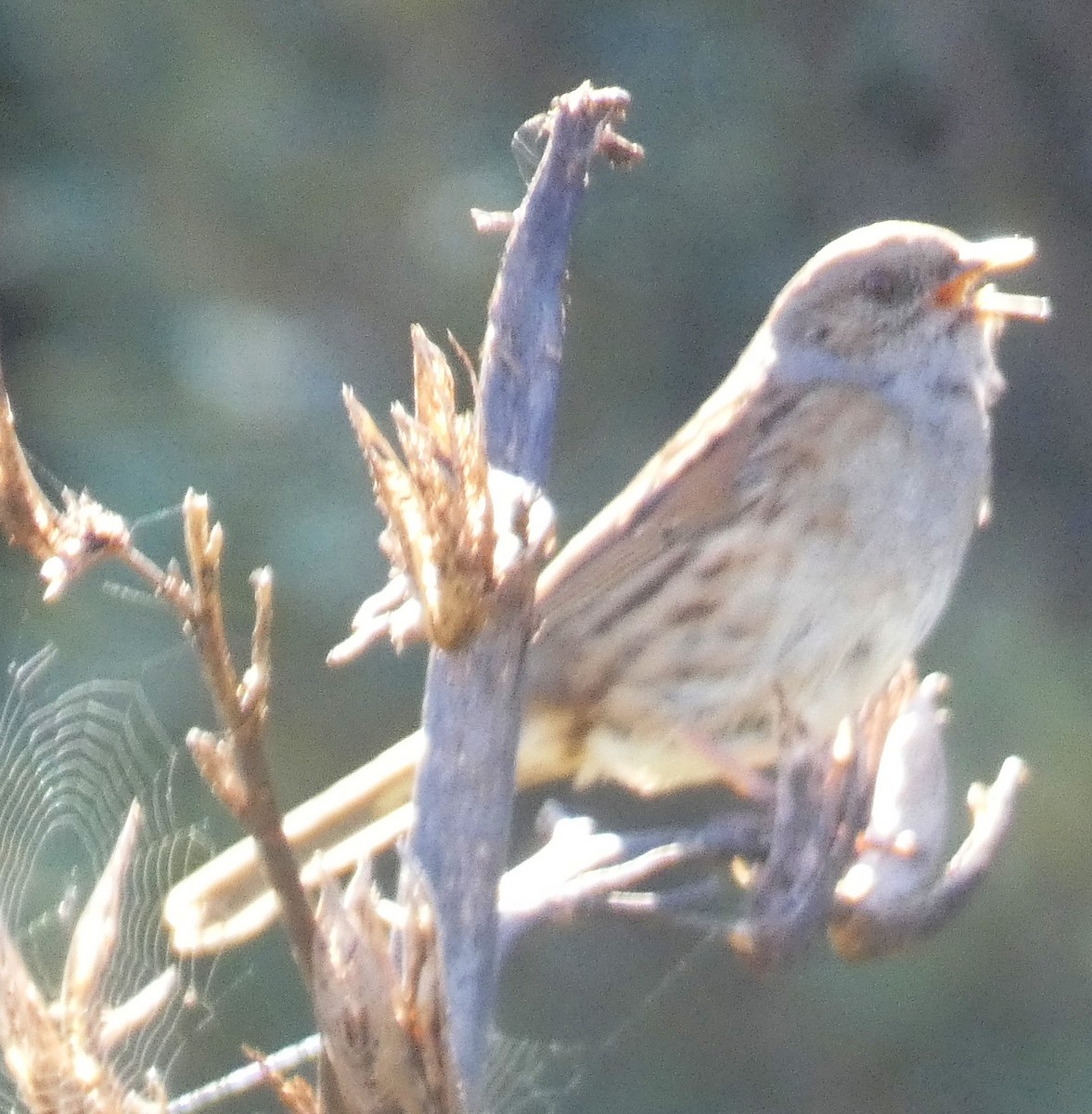 Dunnock - ML641541196