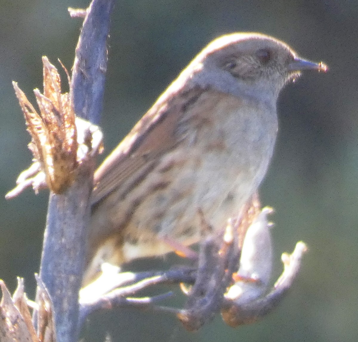 Dunnock - ML641541197