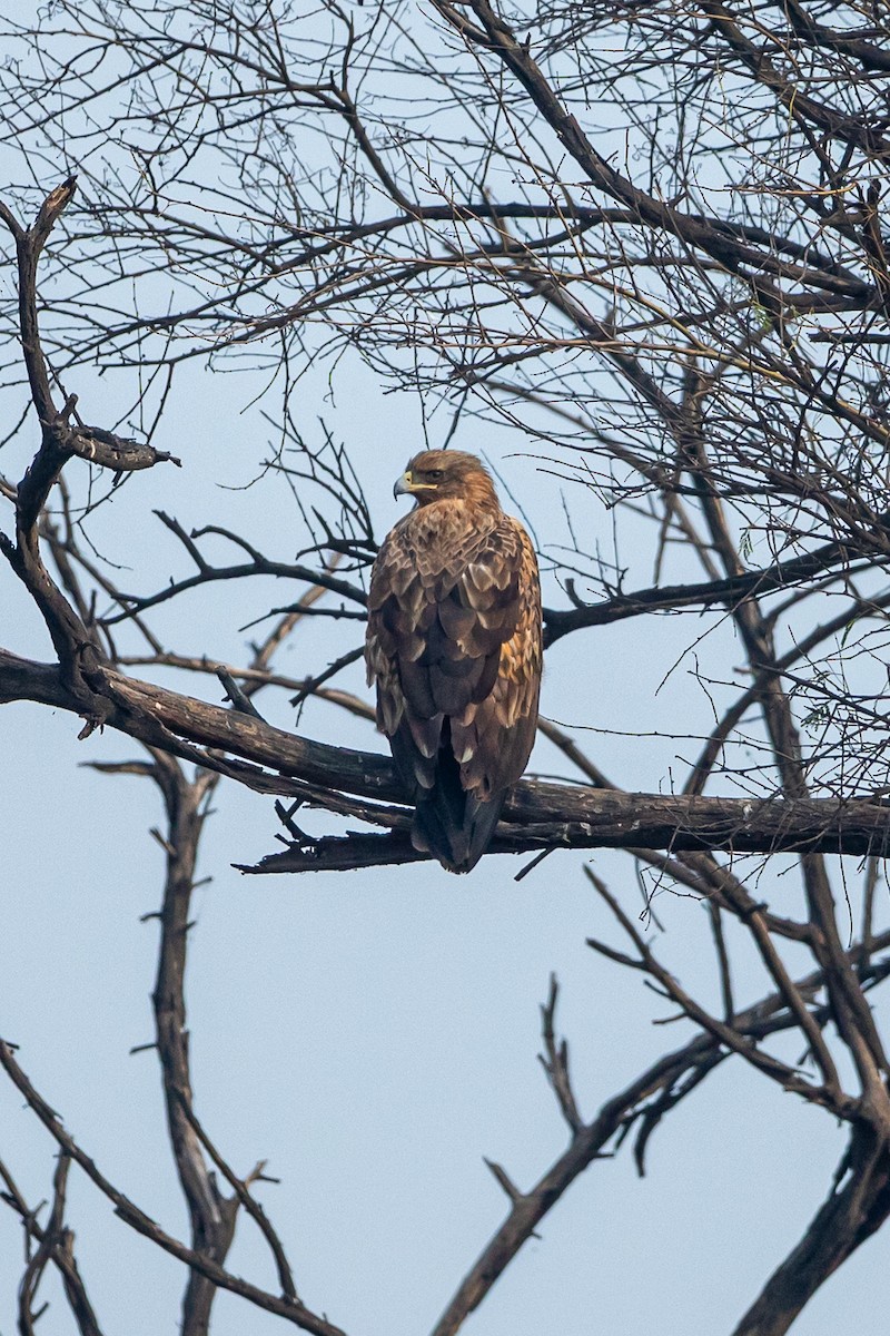 Greater Spotted Eagle - ML641541206