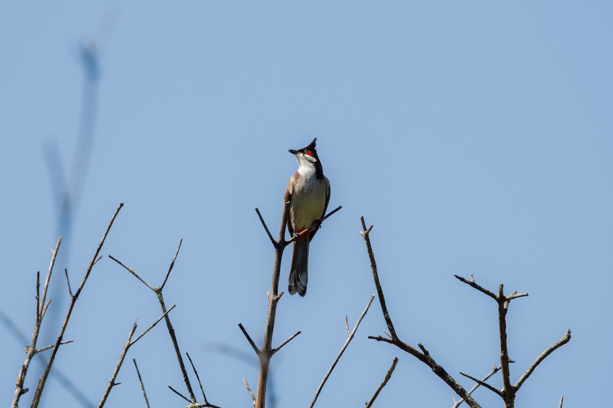 bulbul červenouchý - ML641541207
