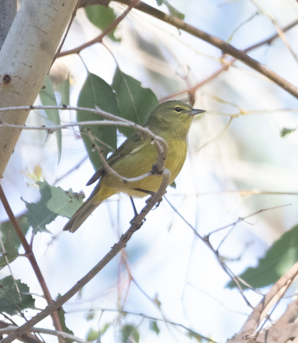 Orange-crowned Warbler - ML641541211