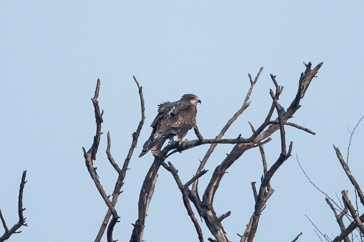 Black Kite - ML641541213