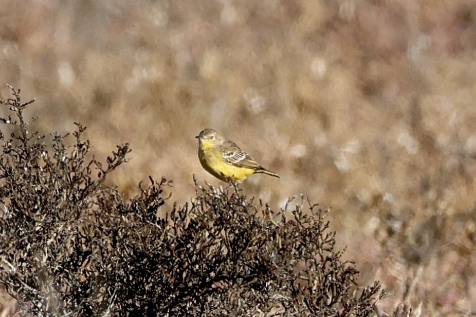 Yellow Chat - ML641541217