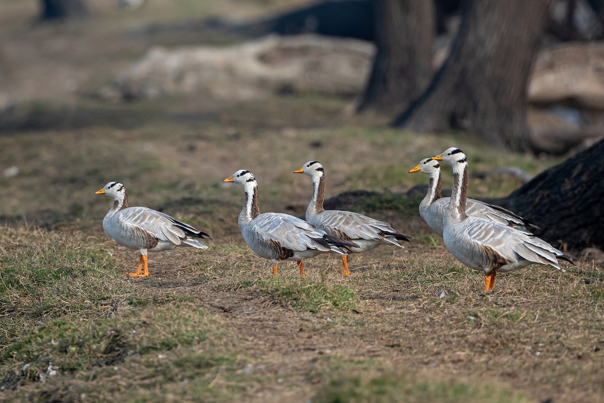 Bar-headed Goose - ML641541218