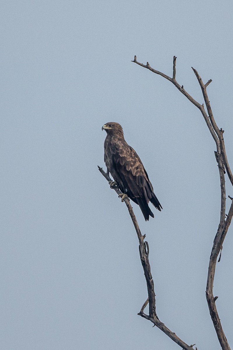 Greater Spotted Eagle - ML641541222