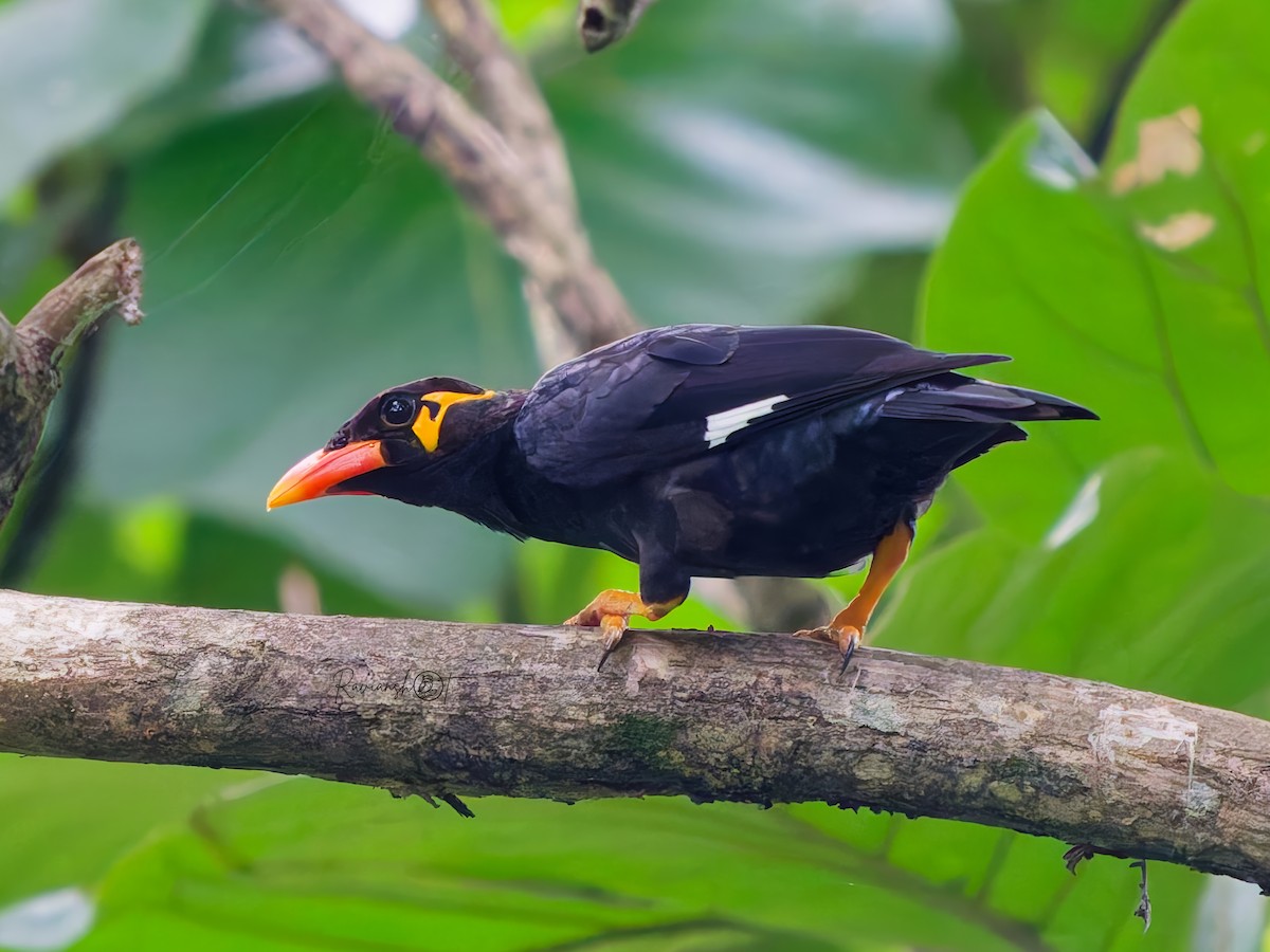 Common Hill Myna - ML641541228