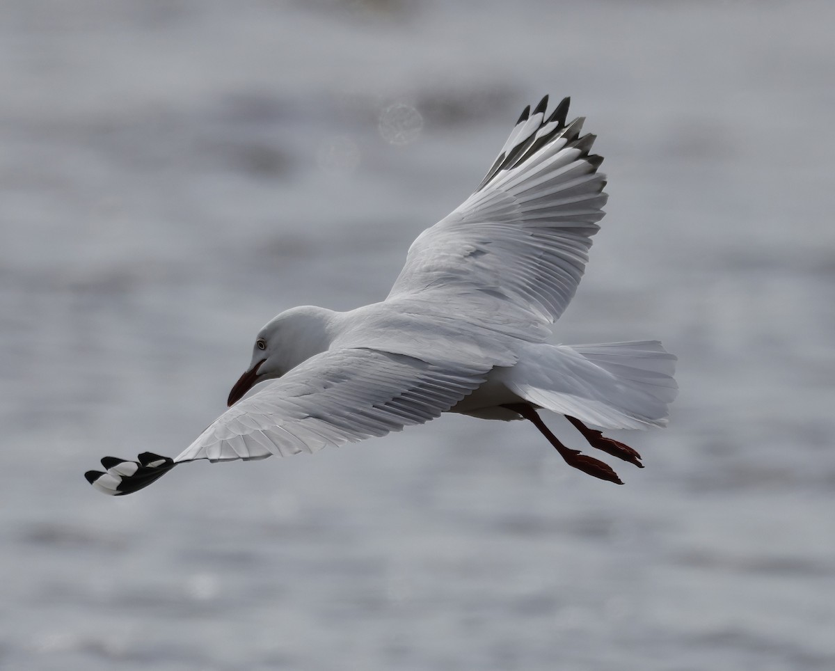 Mouette argentée - ML641541236