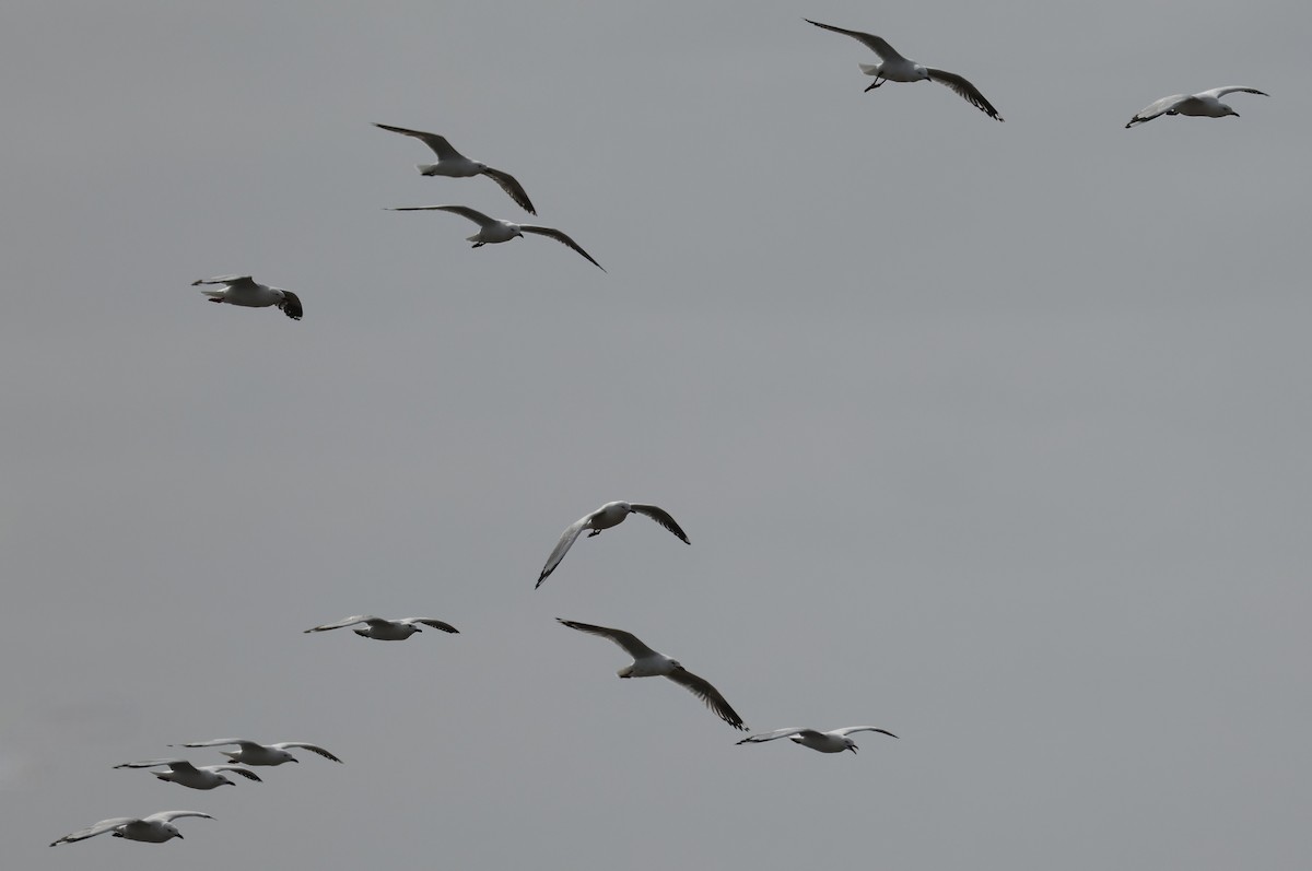 Mouette argentée - ML641541237