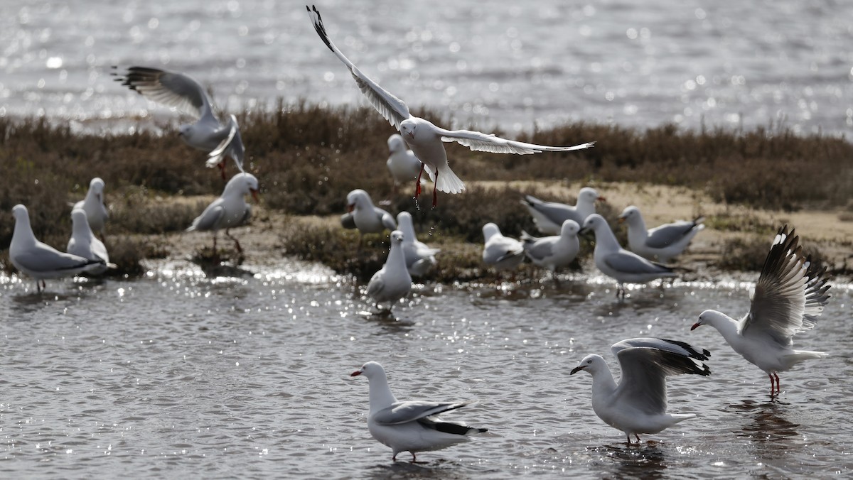 Mouette argentée - ML641541238