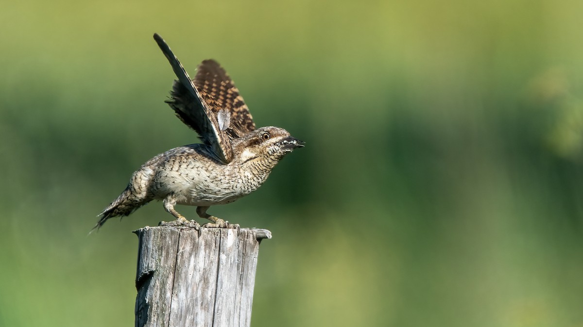 Eurasian Wryneck - ML641541271