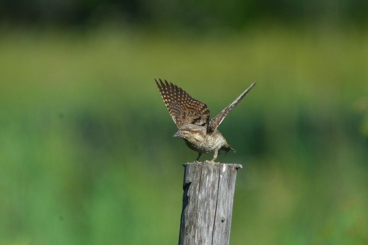Eurasian Wryneck - ML641541272