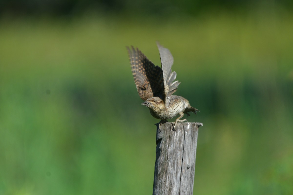 Eurasian Wryneck - ML641541273
