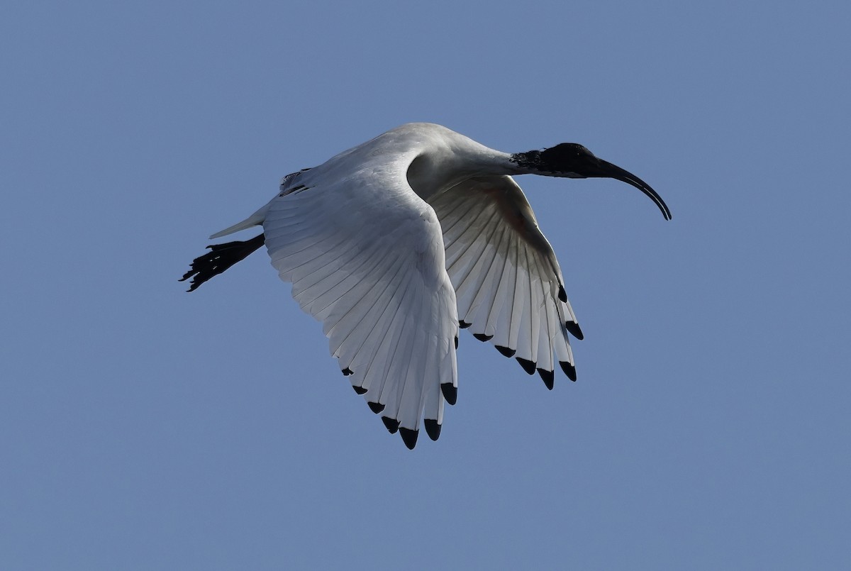 ibis australský - ML641541284