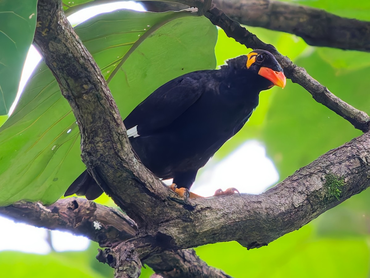Common Hill Myna - ML641541289
