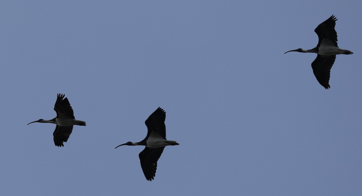 ibis slámokrký - ML641541290