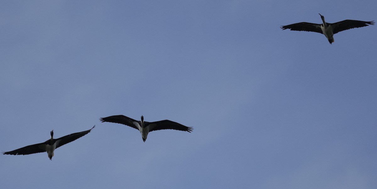 ibis slámokrký - ML641541291