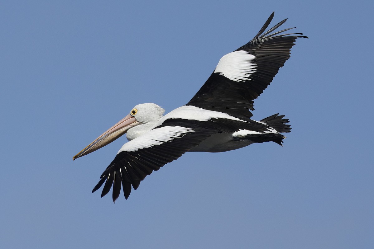 pelikán australský - ML641541319