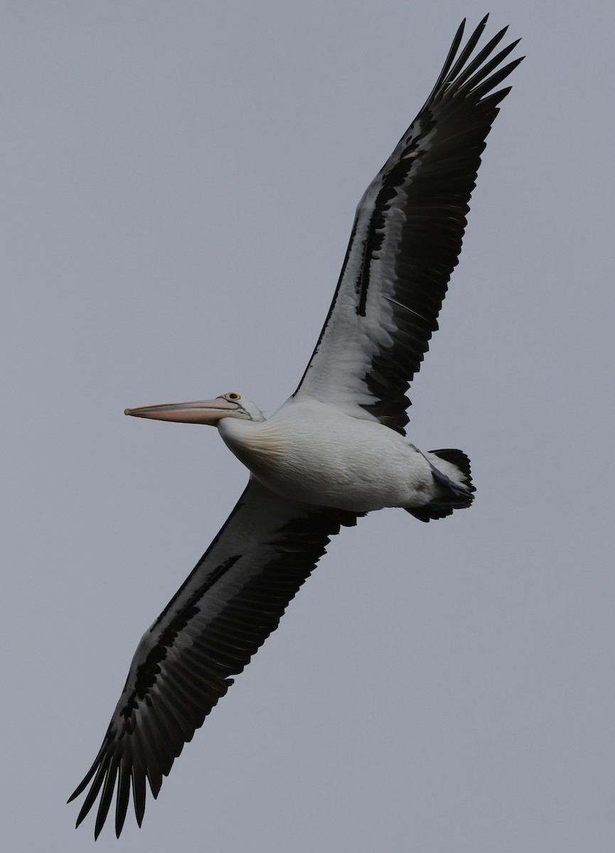 pelikán australský - ML641541322