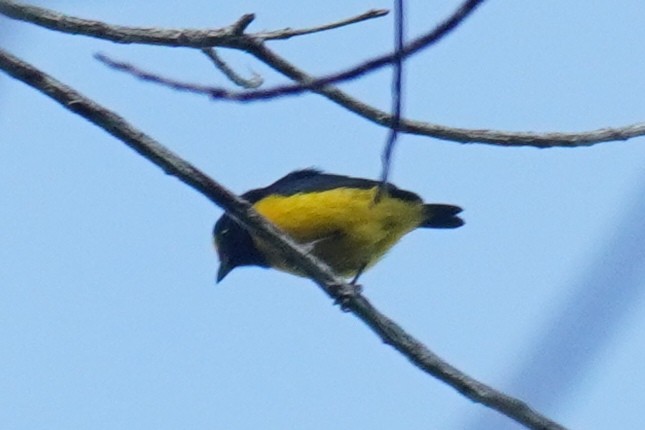 Spot-crowned Euphonia - ML641541344