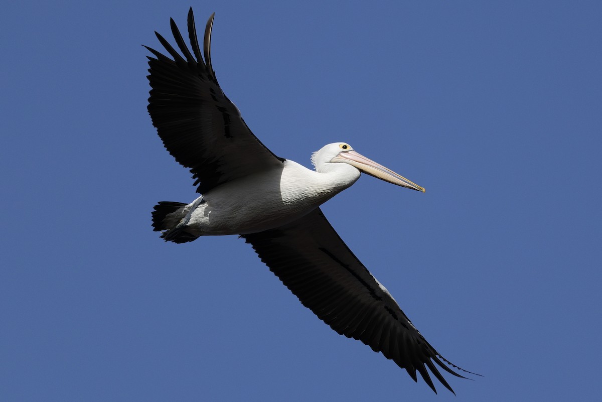 pelikán australský - ML641541348